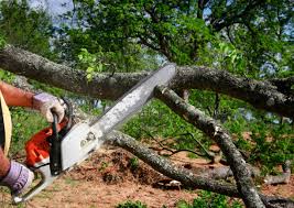 How Our Tree Care Process Works  in  Magnolia, AR